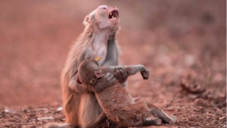 Na Amazónia macaca chora com o seu filho morto nos braços