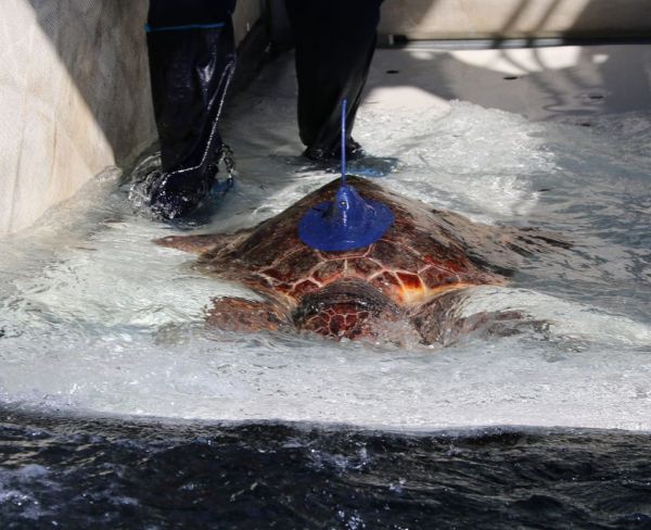 Zoomarine: A tartaruga Salina, que foi tratada e devolvida ao mar em 2022, encontra-se bem