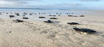 Riu Hotels &amp; Resorts apoia a nidificação e nascimentos de tartaruga cabeçuda, em Cabo Verde