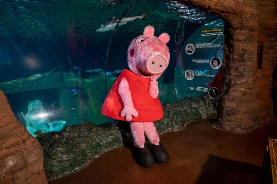 Sea Life Porto conta com a presença da Peppa Pig