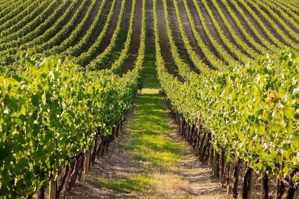 Câmara de Palmela condecora alguns municipios pelos vinhos produzidos