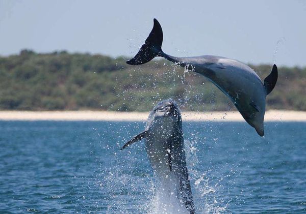 Proibida a observação de golfinhos no Sado, pois &quot;pode não haver um crescimento&quot;