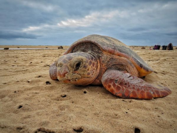 Cabo Verde bate recorde de tartaruga-comum com o apoio dos hoteis RIU